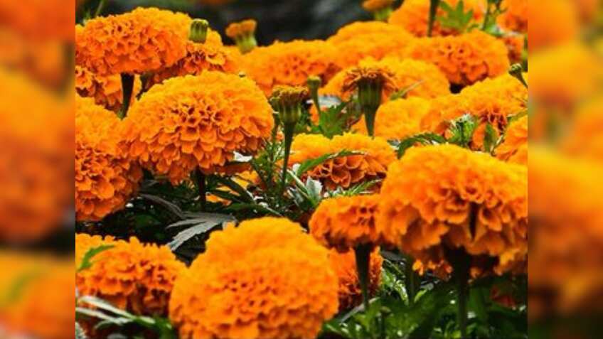 इस फूल की खेती से किसान बनेंगे मालामाल! सरकार दे रही 40 हजार रुपये की बंपर सब्सिडी, ऐसे करें आवेदन