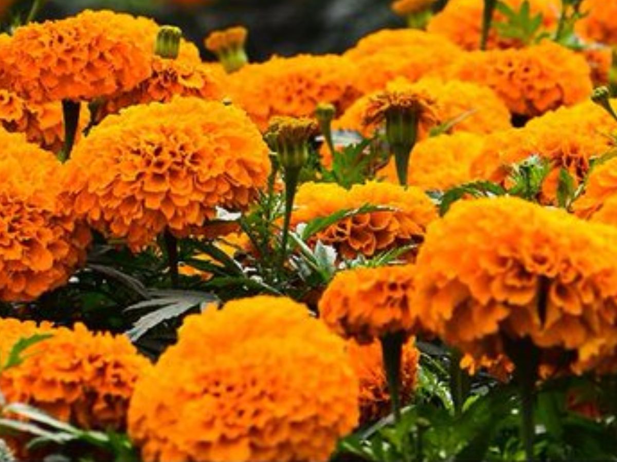 इस फूल की खेती से किसान बनेंगे मालामाल! सरकार दे रही 40 हजार रुपये की बंपर सब्सिडी, ऐसे करें आवेदन