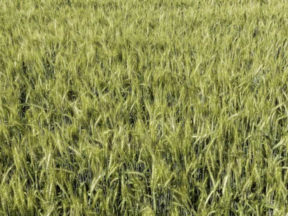 धान बीज पर किसानों को मिलेगी 30 से 50% तक सब्सिडी, खतौनी और आधार की लगानी होगी फोटो कॉपी