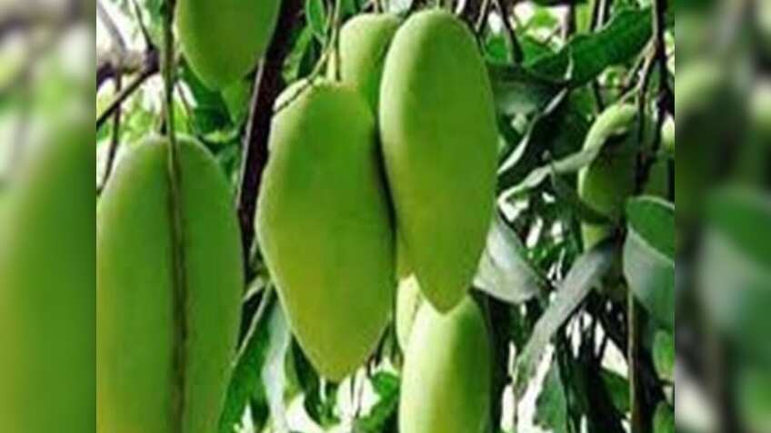 Dasheri Mango Export: दुबई पहुंचा दशहरी आम, यूपी से पहली बार सीधा निर्यात शुरू