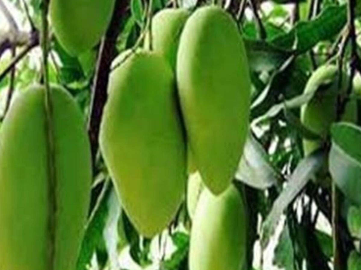 Dasheri Mango Export: दुबई पहुंचा दशहरी आम, यूपी से पहली बार सीधा निर्यात शुरू