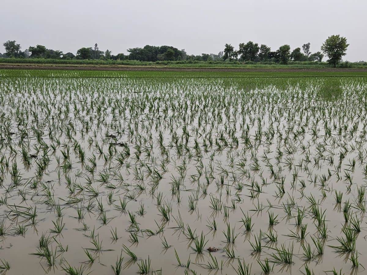 धान की सीधी बुवाई करें! कम लागत में ज्यादा पैदावार पाएं, किसानों को प्रति हेक्टेयर 4,500 रुपये दे रही सरकार