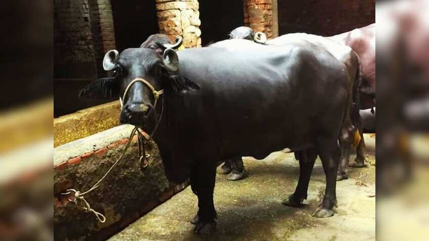 भैंस पालने के लिए मिल रही 1.81 लाख रुपये की सब्सिडी, 25 जून से शुरू होगा आवेदन, जरूरी होंगे ये डॉक्यूमेंट्स