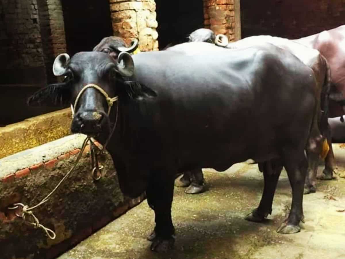 भैंस पालने के लिए मिल रही 1.81 लाख रुपये की सब्सिडी, 25 जून से शुरू होगा आवेदन, जरूरी होंगे ये डॉक्यूमेंट्स