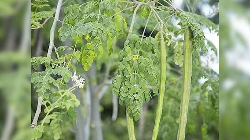 यूपी में 1 जुलाई से शुरू होगा वन महोत्सव! लगाए जाएंगे 35 करोड़ पौधे, पोषण के पावरहाउस को लेकर खास निर्देश