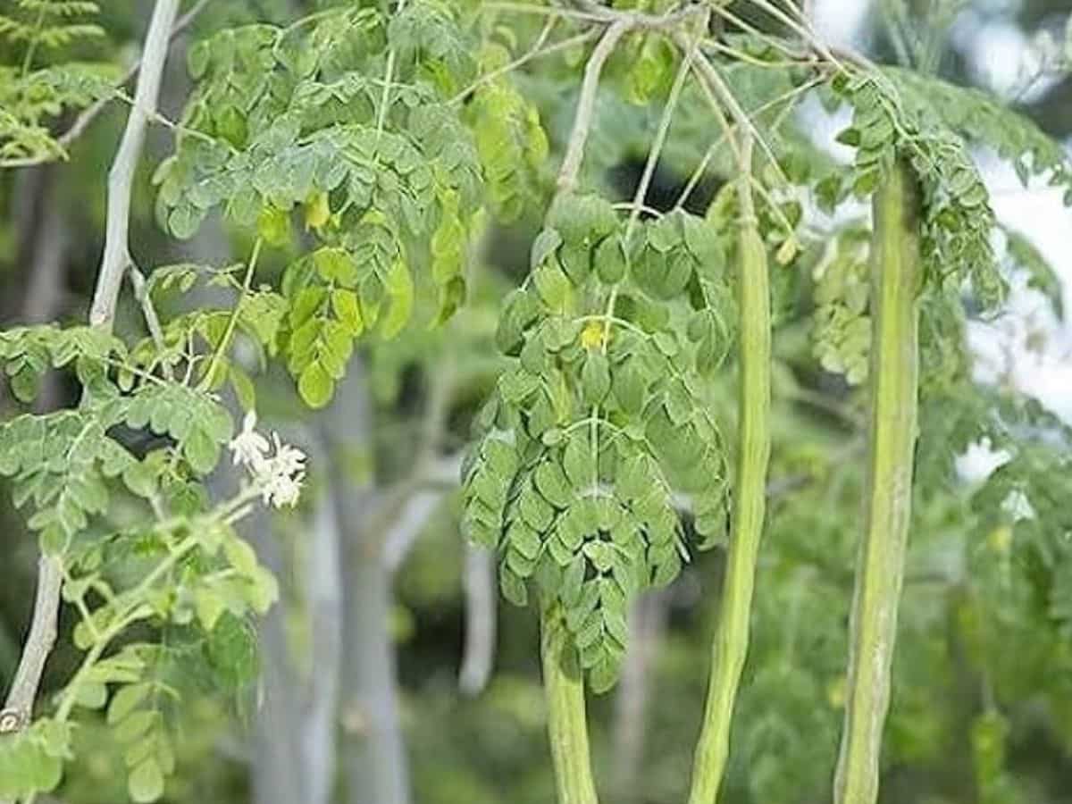 यूपी में 1 जुलाई से शुरू होगा वन महोत्सव! लगाए जाएंगे 35 करोड़ पौधे, पोषण के पावरहाउस को लेकर खास निर्देश