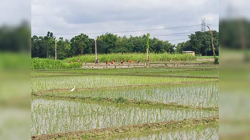 Kharif Crops: धान, दलहन और श्री अन्न की खेती का रकबा बढ़ा, तिलहन की बुवाई में गिरावट