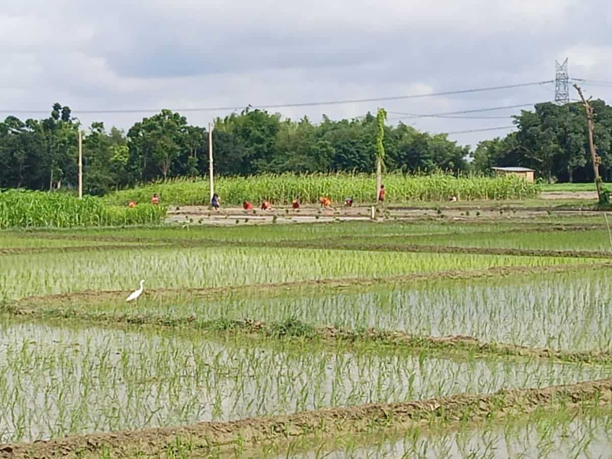 Kharif Crops: धान, दलहन और श्री अन्न की खेती का रकबा बढ़ा, तिलहन की बुवाई में गिरावट