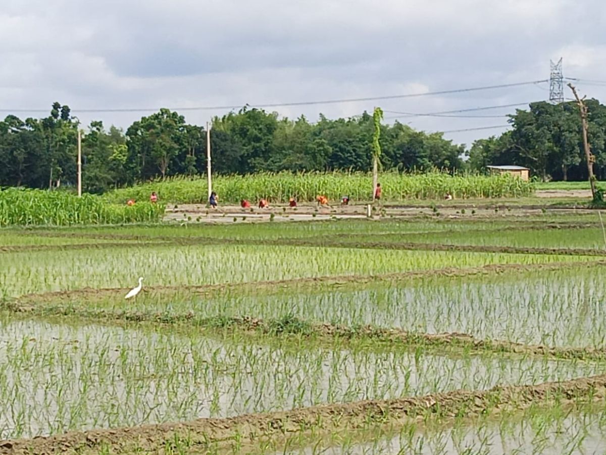 Kharif Crops: धान, दलहन और श्री अन्न की खेती का रकबा बढ़ा, तिलहन की बुवाई में गिरावट