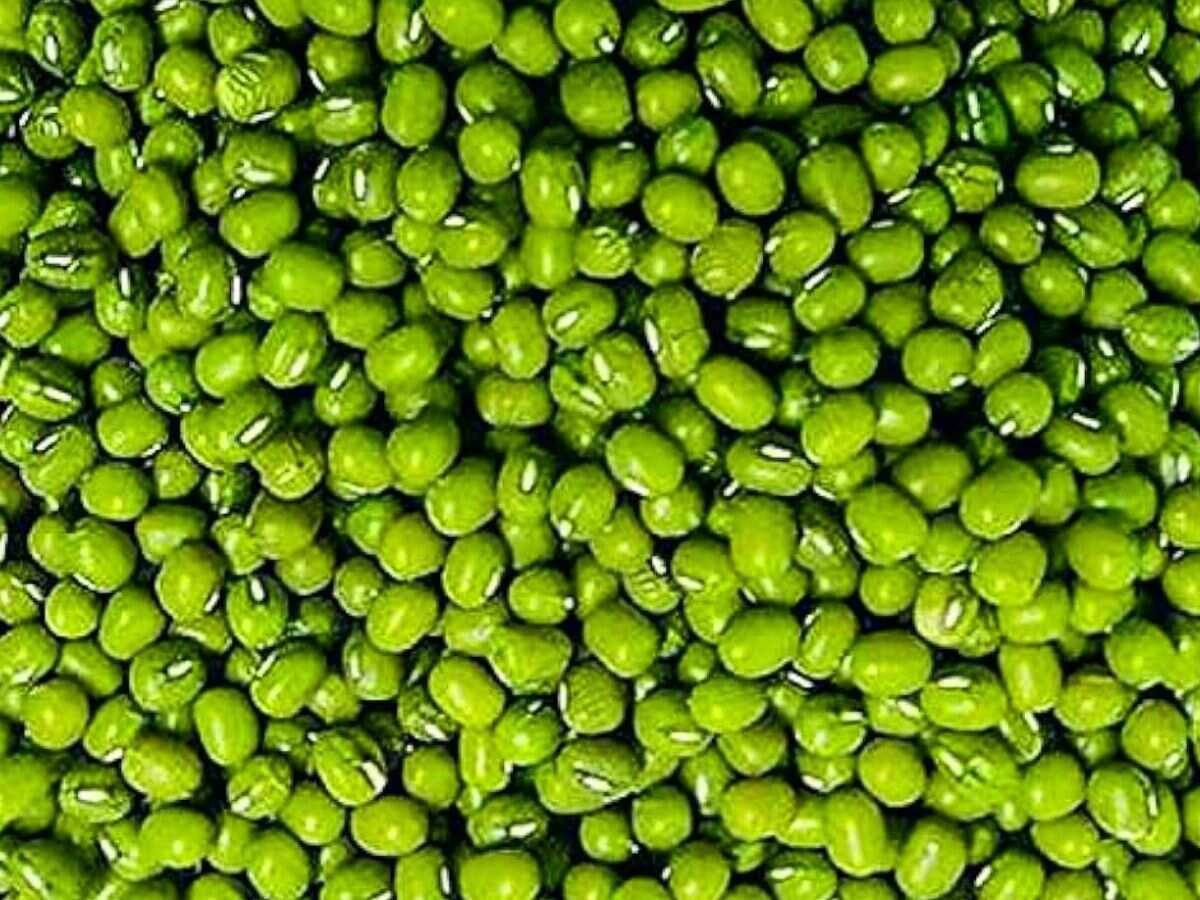 खुशखबरी! मध्य प्रदेश में मूंग और उड़द की PSS के तहत होगी खरीद, केंद्र सरकार ने दी मंजूरी