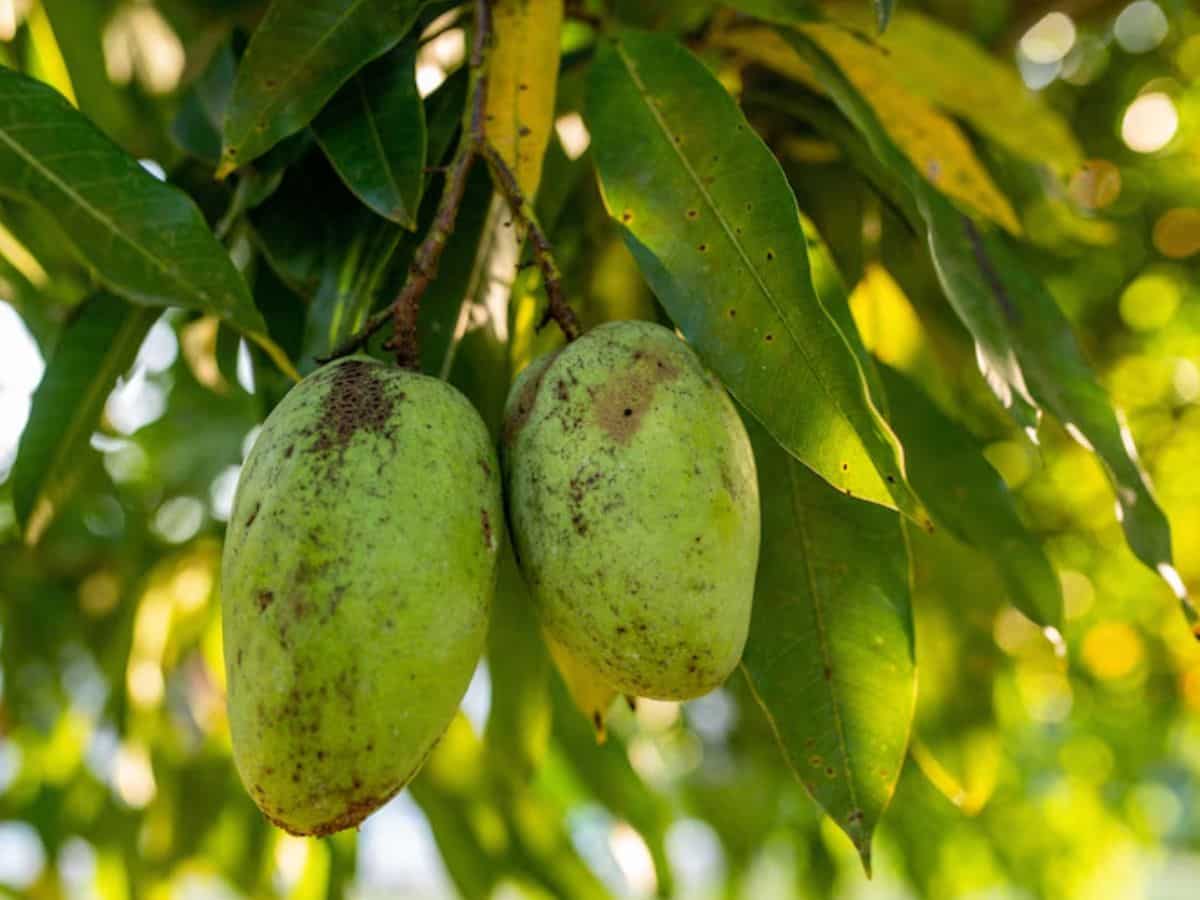 किसानों को बड़ा तोहफा! कर्नाटक से 1,616 रुपये प्रति क्विंटल के भाव पर 2.5 लाख टन आम खरीदेगा केंद्र