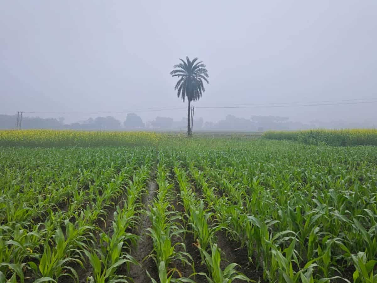 PMFBY: 1 जुलाई से शुरू होगा फसल बीमा सप्ताह, मिलेंगे ये फायदे, ऐसे करें आवेदन