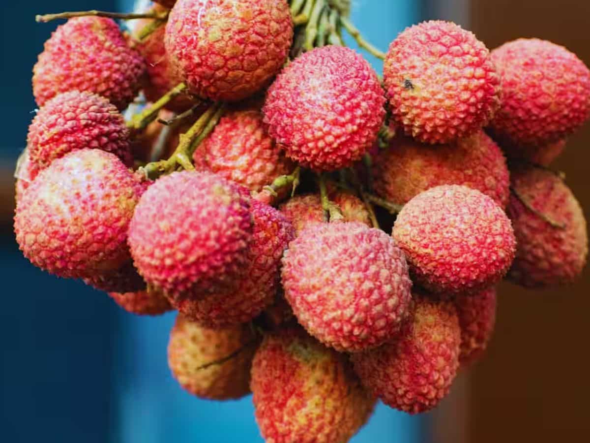 दुबई और कतर के शेख चखेंगे गुलाब की खुशबू वाली लीची का स्वाद, पठानकोट से रवाना हुई 1.5 मीट्रिक टन की पहली खेप