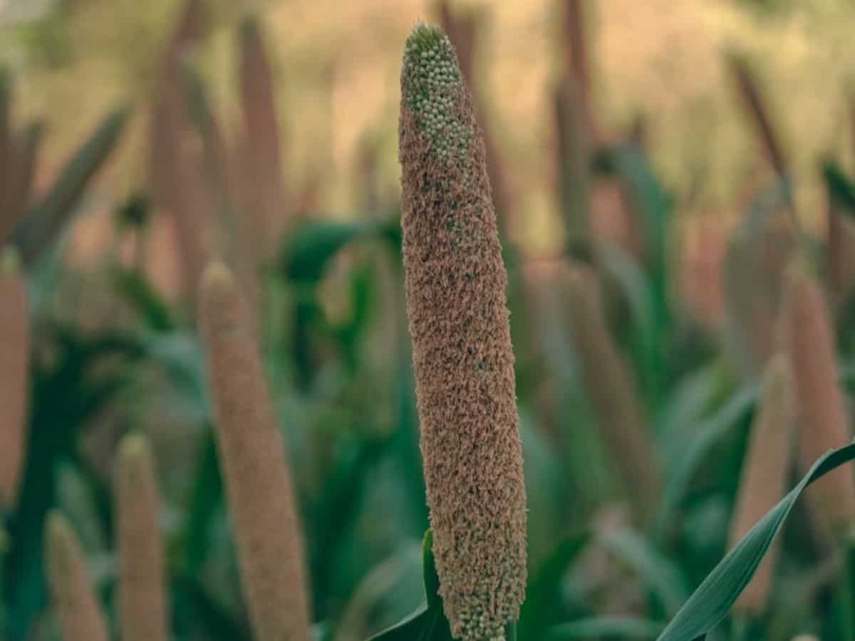 बाजरा के बंपर उत्पादन के लिए क्या करें? कृषि विभाग ने किसानों को दिए ये टिप्स