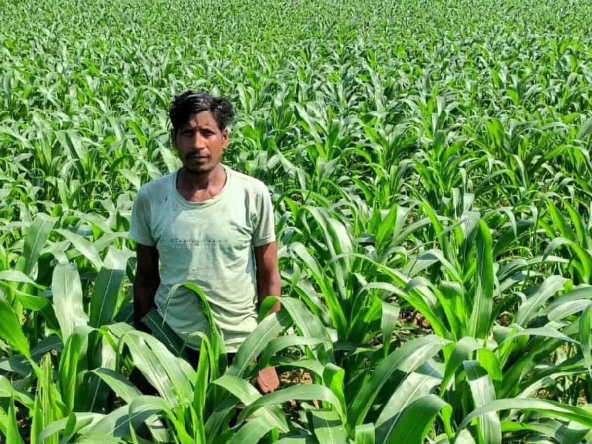 धान के बदले इस फसल की खेती ने बनाया मालामाल! किसान ने कमाया दोगुना मुनाफा