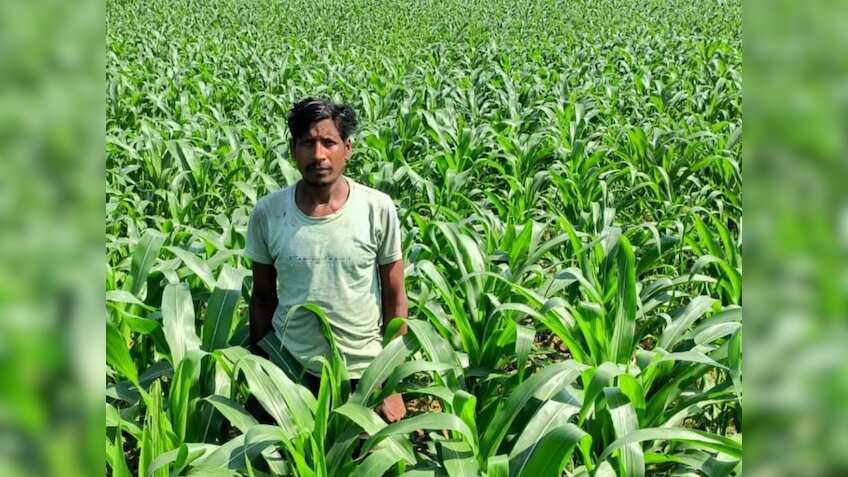 धान के बदले इस फसल की खेती ने बनाया मालामाल! किसान ने कमाया दोगुना मुनाफा