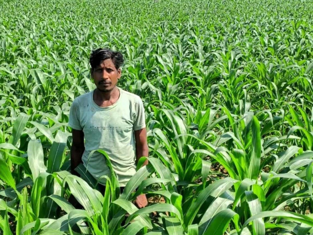 धान के बदले इस फसल की खेती ने बनाया मालामाल! किसान ने कमाया दोगुना मुनाफा