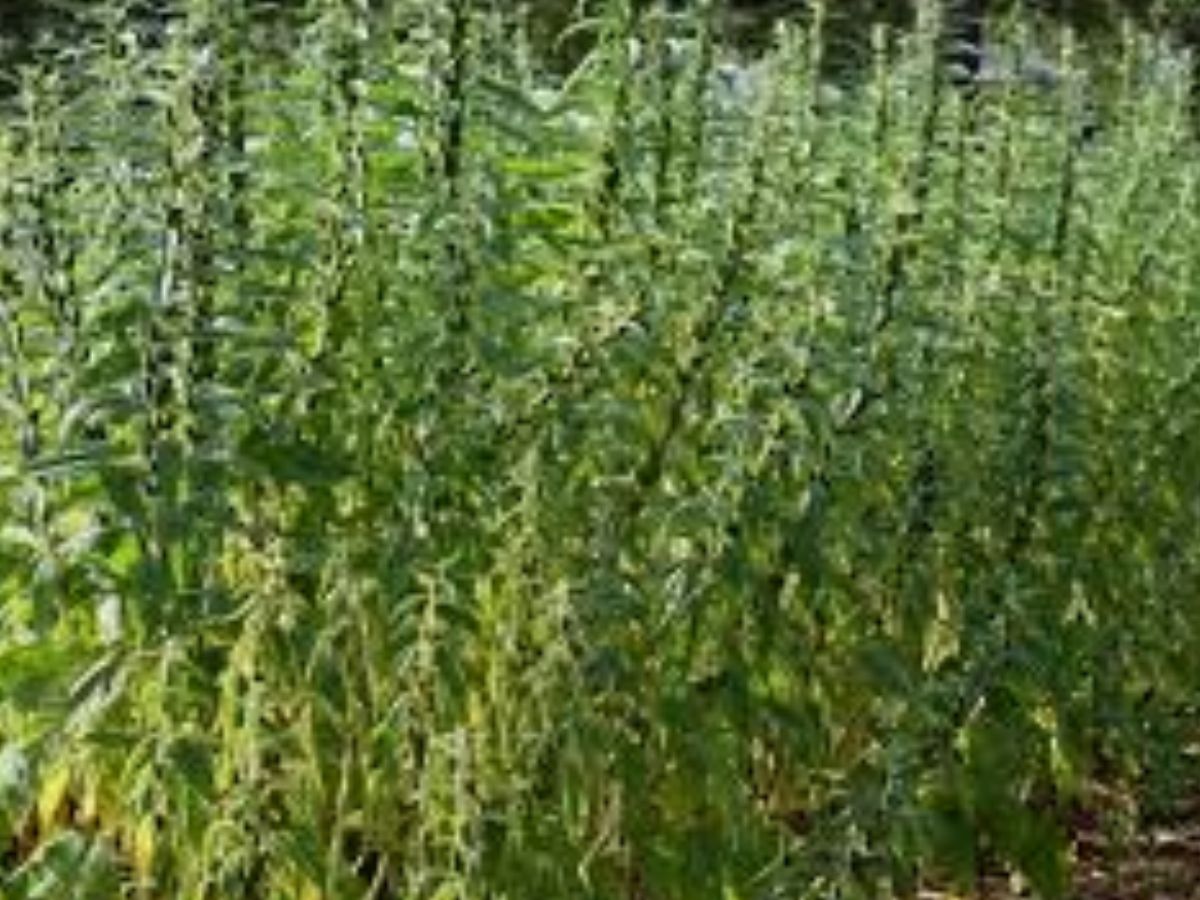 पैसों से भर जाएगी तिजोरी! किसान शुरू करें इस फसल की खेती, यहां फ्री में मिल रहा बीज