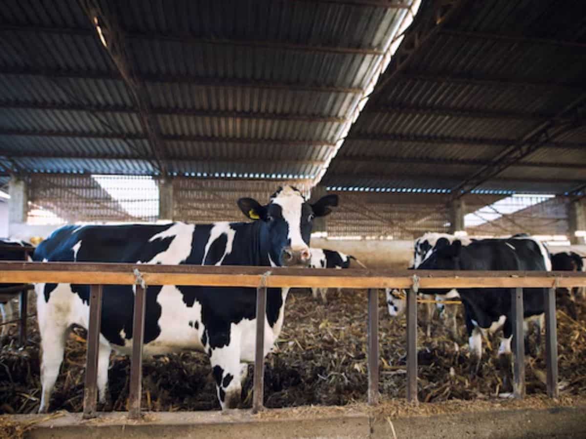 सरकार का बड़ा फैसला! डेयरी में दूध सप्लाई करने वाले किसानों को मिलेगी 3 रुपये प्रति लीटर की सब्सिडी