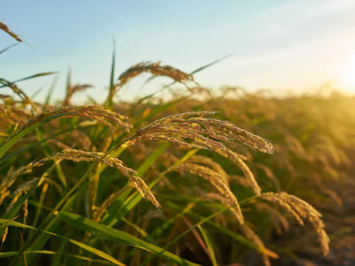 Paddy Procurement: धान खरीद में असम ने बनाया नया रिकॉर्ड, 7 लाख मीट्रिक टन के पार