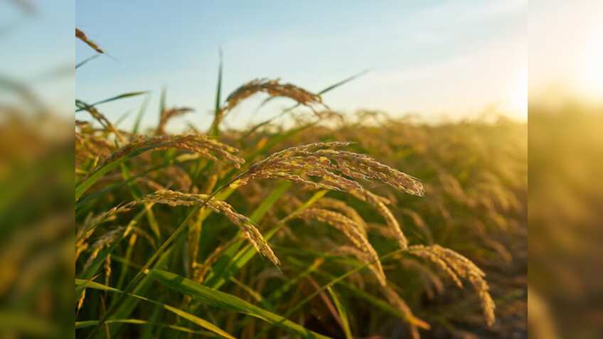 Paddy Procurement: धान खरीद में असम ने बनाया नया रिकॉर्ड, 7 लाख मीट्रिक टन के पार