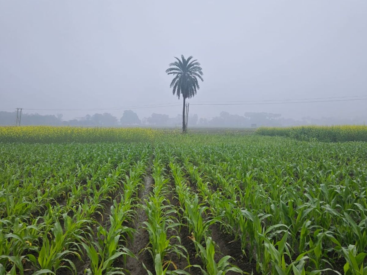 PMFBY: मक्का और धान के लिए शुरू हुआ फसल बीमा, 15 जुलाई अंतिम तारीख