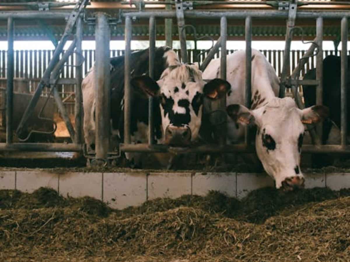 गाय पालने के लिए मिलेगा ₹42 लाख का लोन! 33% तक सब्सिडी देगी सरकार, लेने से पहले जान लें जरूरी शर्तें