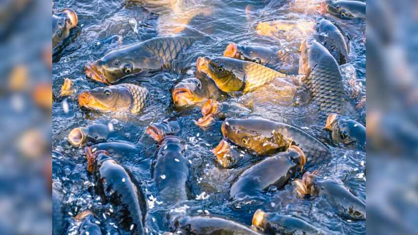 भारत ने रचा इतिहास! 11 साल में मछली उत्पादन दोगुना, 195 लाख टन के रिकॉर्ड स्तर पर