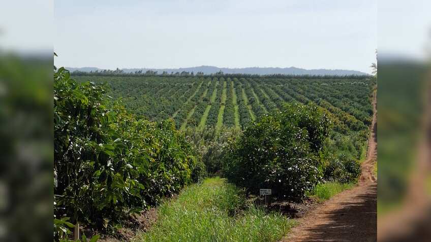 ये खेती नहीं बल्कि 'नोट छापने की मशीन' है, एक बार लगाएं और फिर सालों का प्रॉफिट पक्का! सरकार भी करेगी आपकी मदद