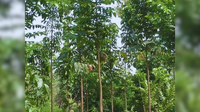 ये खेती नहीं बस 'नोट छापने की मशीन' है, एक बार लगाएं और 10-12 साल तक मुनाफा पक्का! सरकार भी करेगी फुल मदद