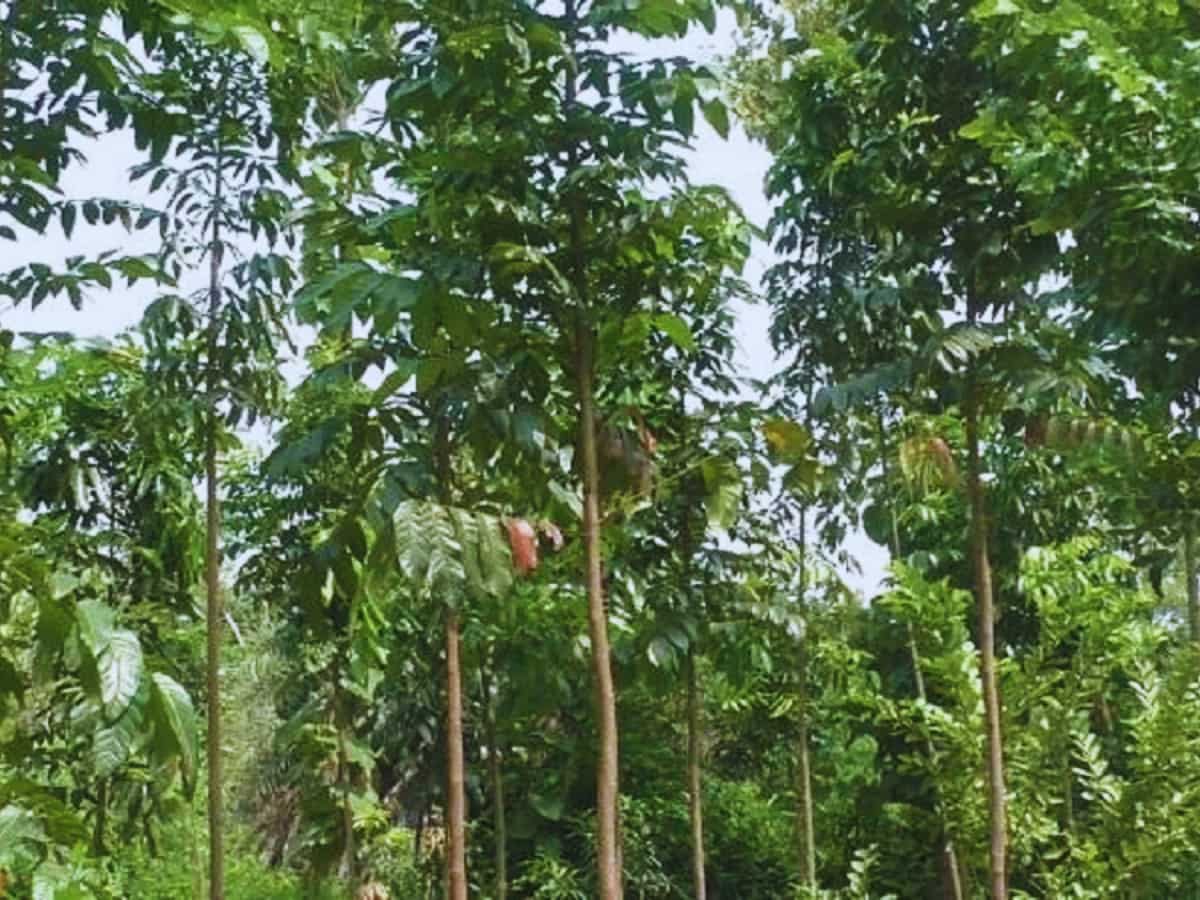 ये खेती नहीं बस 'नोट छापने की मशीन' है, एक बार लगाएं और 10-12 साल तक मुनाफा पक्का! सरकार भी करेगी फुल मदद