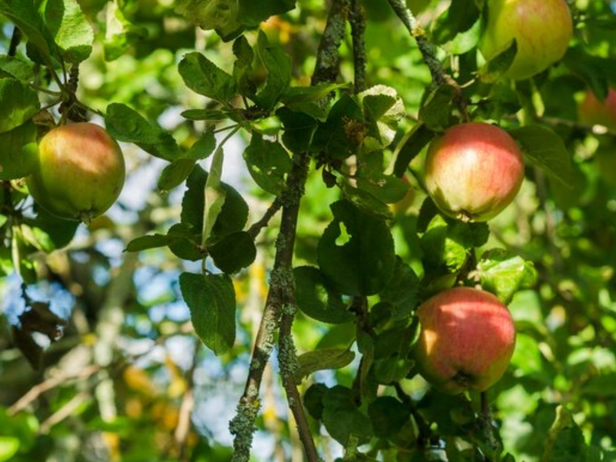 Apple Farming: उत्तराखंड में सेब क्रांति का आगाज! इस योजना से किसानों की आमदनी 10 गुना तक बढ़ी