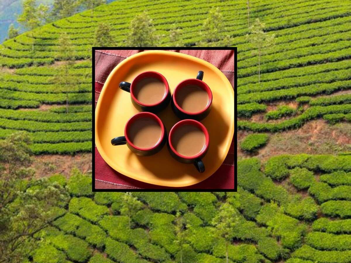 चाय बागानों में मनी बहार! बंपर निर्यात से किसानों और बागान मालिकों की हुई बल्ले-बल्ले