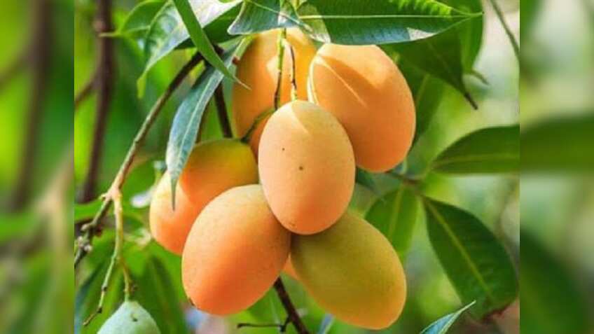  1, 2 नहीं ये हैं 5 सबसे महंगे आम, स्वाद ऐसा कि हर कोई है इनका दीवाना,समझें खेती का पूरा A टू Z प्रोसेस