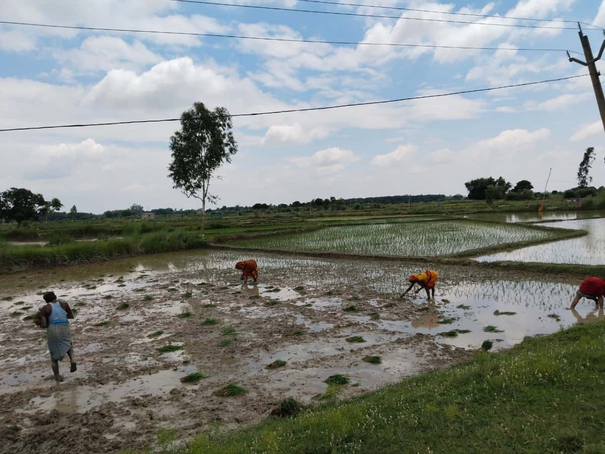 खरीफ फसलों की बुवाई का कुल क्षेत्रफल 708 लाख हेक्टेयर के पार! धान, दाल और मोटे अनाज की बुवाई में जबरदस्त तेजी