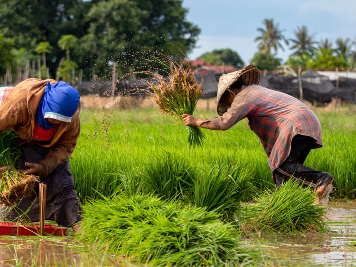 PM Kisan Yojana छोड़िए...ये 5 सरकारी स्कीम बदल सकती हैं किसानों की जिंदगी, 90% लोग हैं अनजान