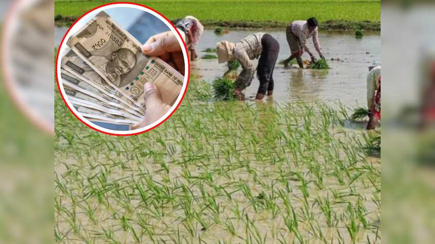 ये तो गजब है...धान की फसल के साथ मिलेगा एक और मुनाफा मुफ्त, बस रोपाई के समय करना होगा ये काम