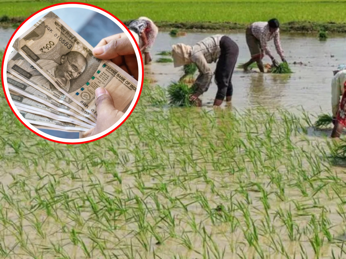 ये तो गजब है...धान की फसल के साथ मिलेगा एक और मुनाफा मुफ्त, बस रोपाई के समय करना होगा ये काम