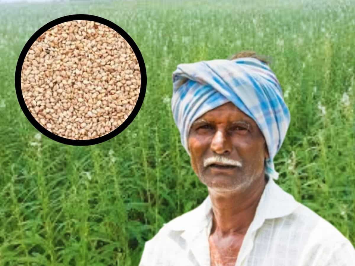 धान से 4 गुना ज्यादा इस फसल का भाव! योगी सरकार दे रही बीज पर अनुदान, प्रति हेक्टेयर ₹1 लाख की कमाई