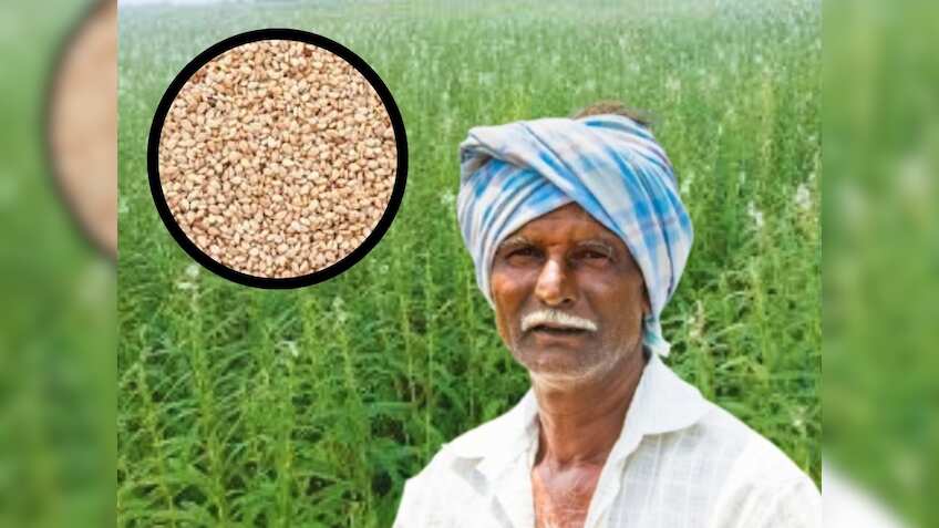 धान से 4 गुना ज्यादा इस फसल का भाव! योगी सरकार दे रही बीज पर अनुदान, प्रति हेक्टेयर ₹1 लाख की कमाई