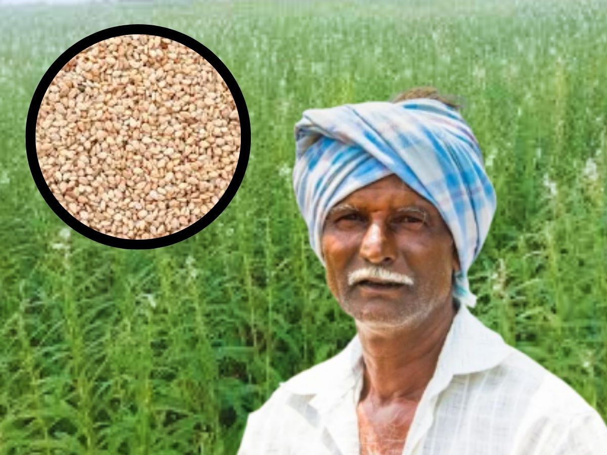 धान से 4 गुना ज्यादा इस फसल का भाव! योगी सरकार दे रही बीज पर अनुदान, प्रति हेक्टेयर ₹1 लाख की कमाई