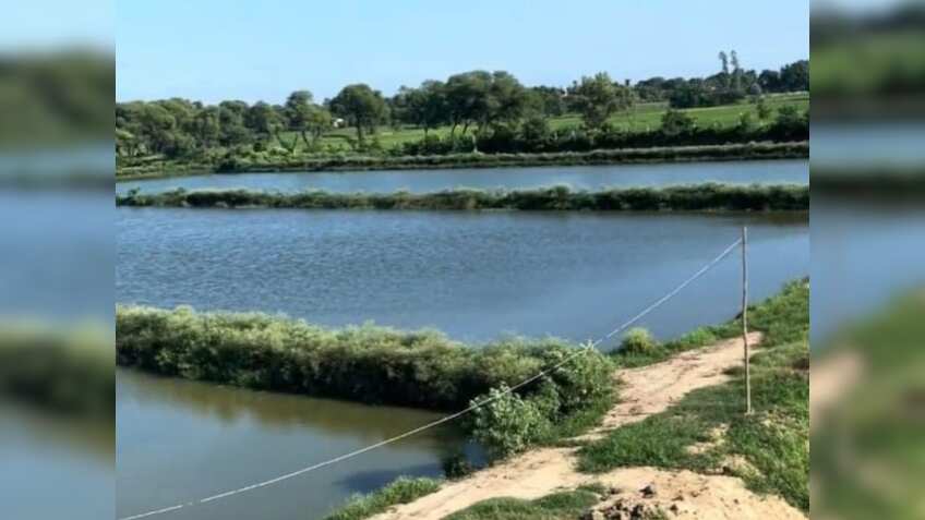 मछली पालकों को राहत! महाराष्ट्र सरकार ने मछली चारे की खरीद के लिए नए नियम किए जारी