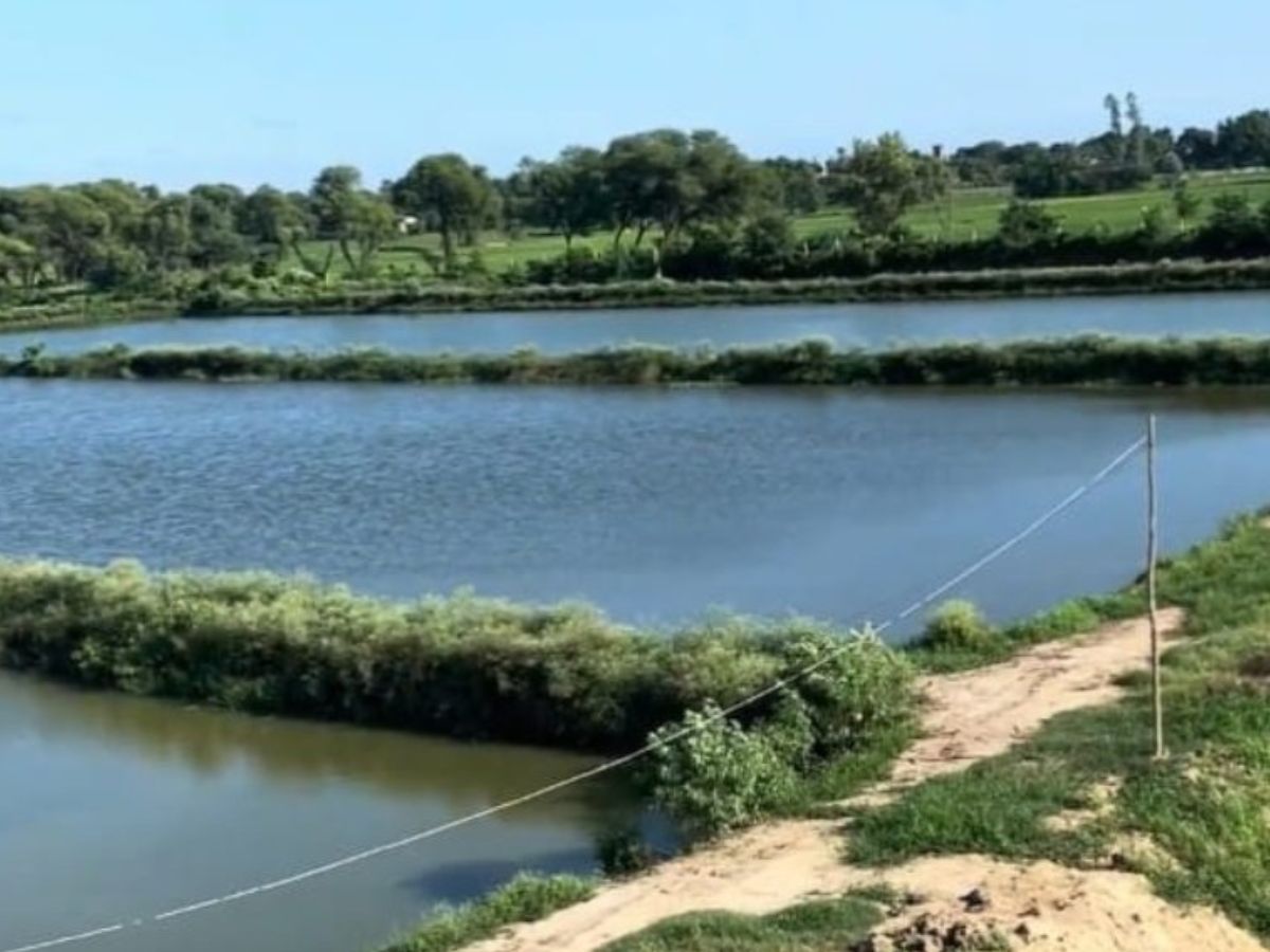 मछली पालकों को राहत! महाराष्ट्र सरकार ने मछली चारे की खरीद के लिए नए नियम किए जारी