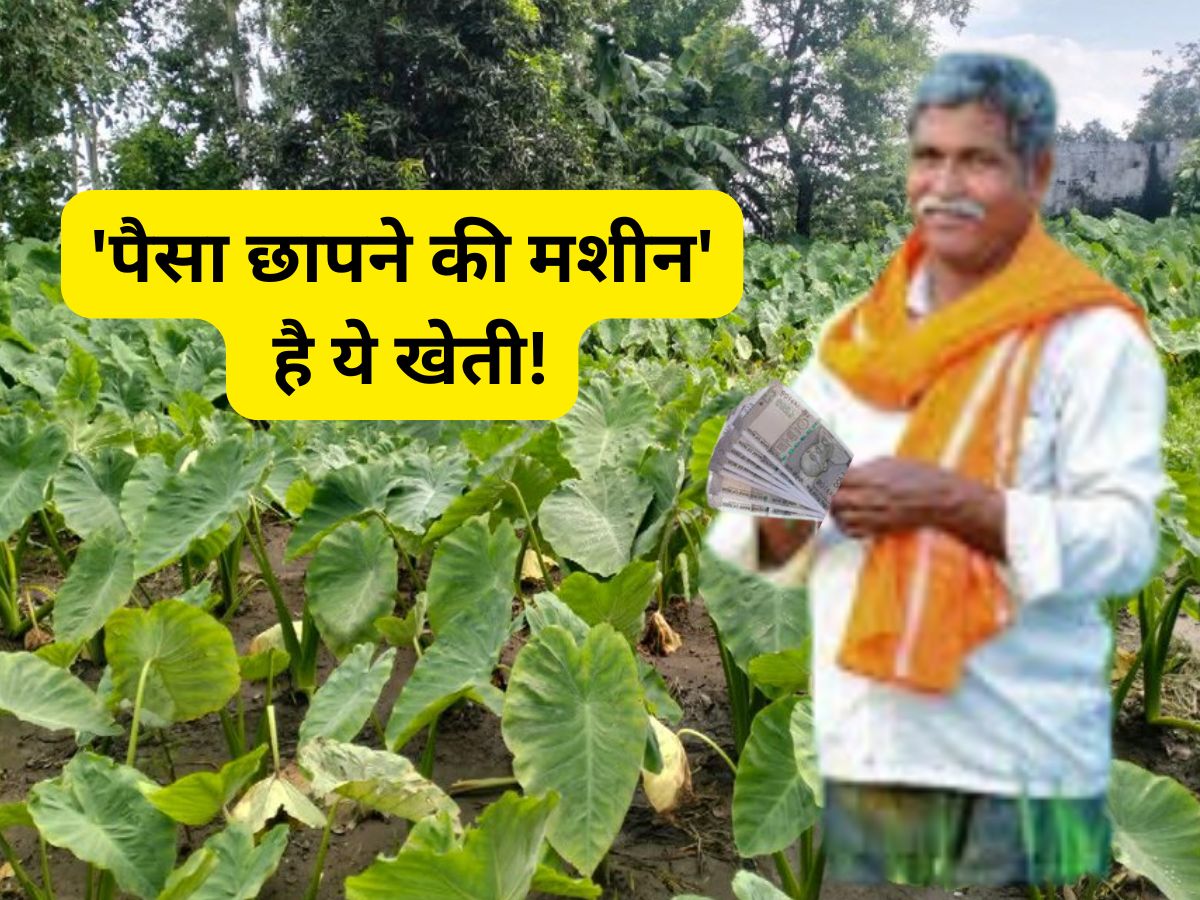 'नोट छापने की मशीन' है ये खेती! सिर्फ 5-6 महीनों में पीट देंगे पैसा, बाजार में है भारी डिमांड