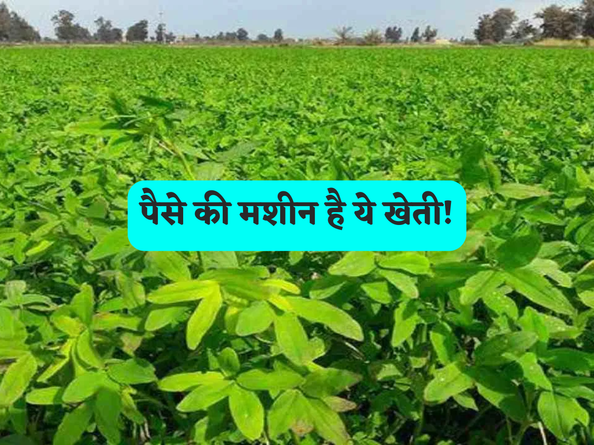 खेती नहीं ये 'पैसा बरसाने' का तरीका है, इन छोटे से दानों को उगाकर होगी ताबड़तोड़ कमाई, एक ही फसल में बन जाएंगे लखपति!