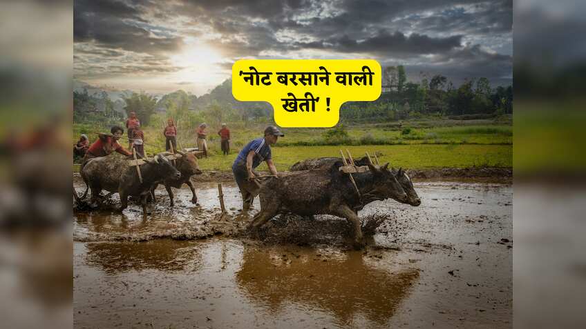 ये खेती नहीं 'नोट बरसाने की मशीन' है, ये छोटा सा पौधा किसान को सालों साल बनाएगा मालामाल, समझें मुनाफे का फुल कैलकुलेशन!