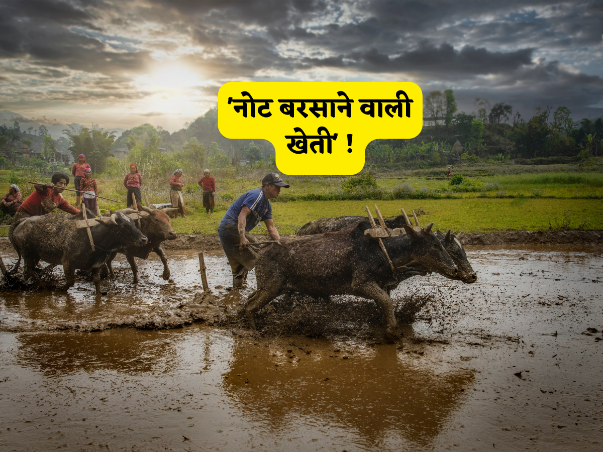 ये खेती नहीं 'नोट बरसाने की मशीन' है, ये छोटा सा पौधा किसान को सालों साल बनाएगा मालामाल, समझें मुनाफे का फुल कैलकुलेशन!