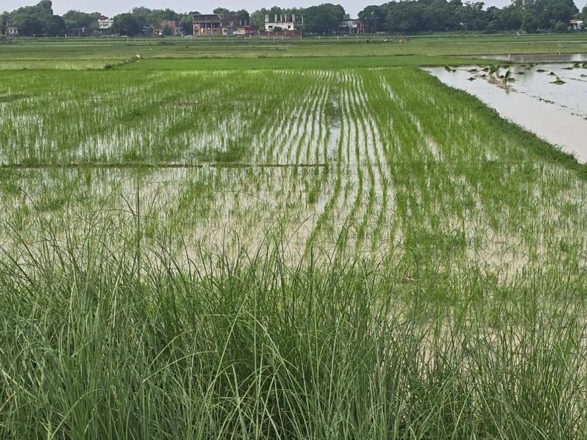 Kharif Crops Sowing: बेहतर मानसून से खरीफ की बुवाई तेज, ग्रामीण मांग में सुधान की उम्मीद- ICRA