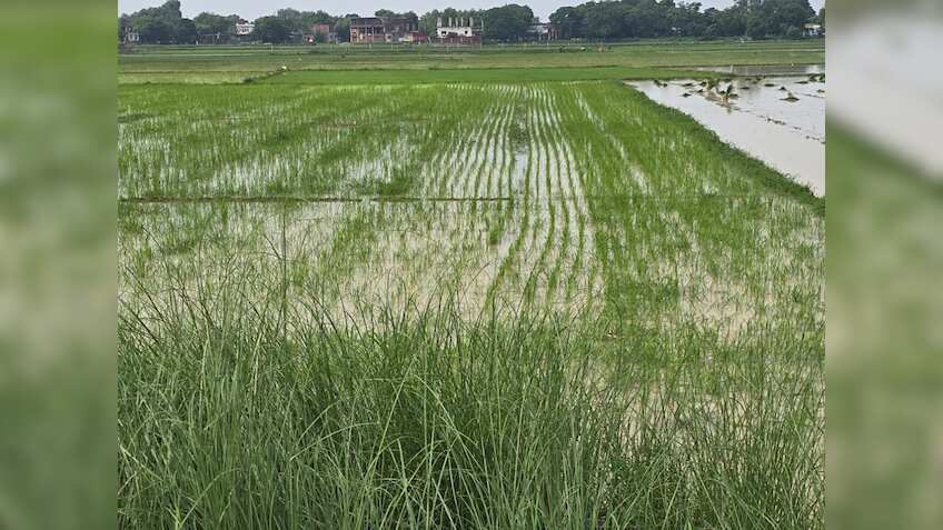 Kharif Crops Sowing: बेहतर मानसून से खरीफ की बुवाई तेज, ग्रामीण मांग में सुधान की उम्मीद- ICRA