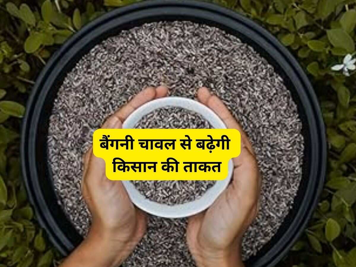 अब आएगा चावल में रंग और मुनाफा! बैंगनी चावल की किस्म तैयार, प्रति हेक्टेयर 4.5-5 टन उत्पादन क्षमता